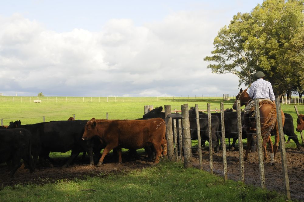 Instituto Plan Agropecuario: resultados de la encuesta RING de marzo y comienzos de abril.