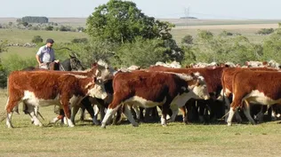 Federación Rural, integrante de Campo Unido, emitió un comunicado tras no haber respuesta a un planteo de prórroga de vencimientos de pagos al BPS.