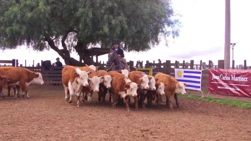 Este sábado el escritorio rematará 700 vacunos y 100 lanares en Cuchilla de Silvera