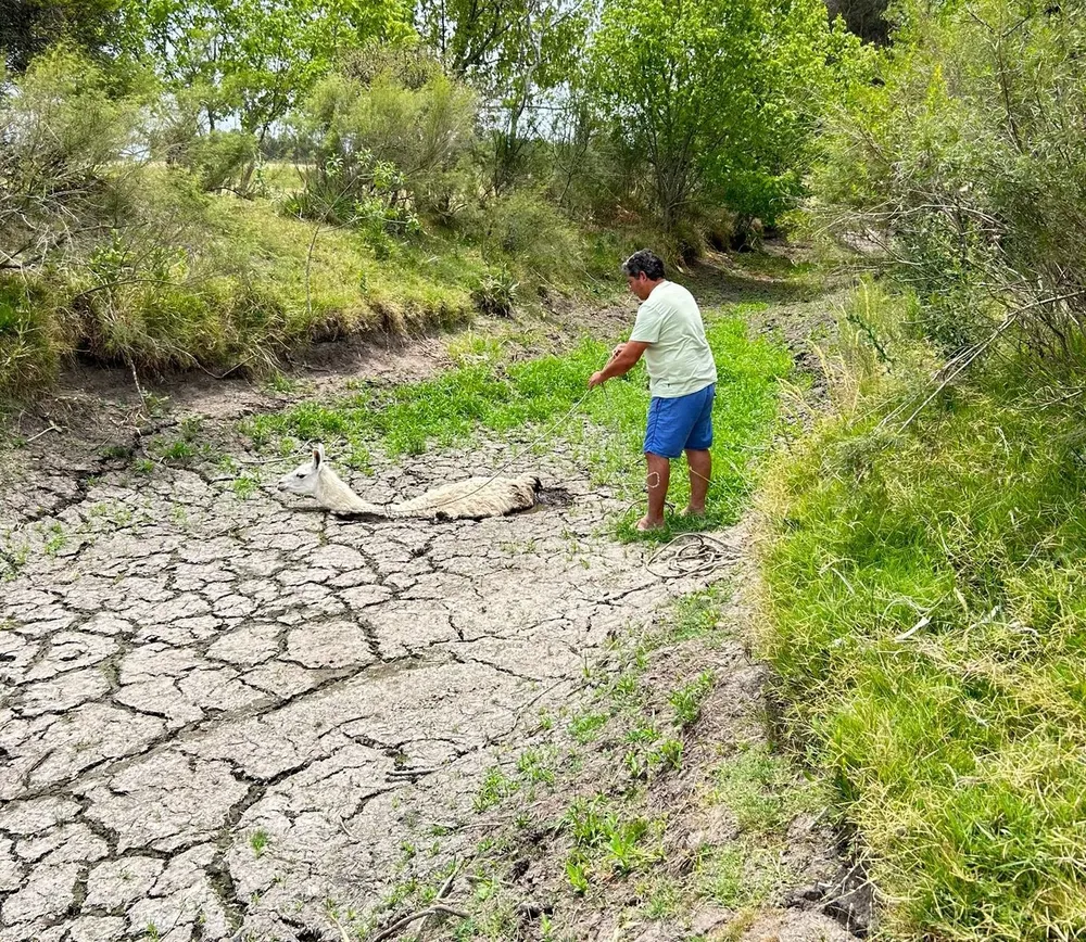 Rescate de una llama.