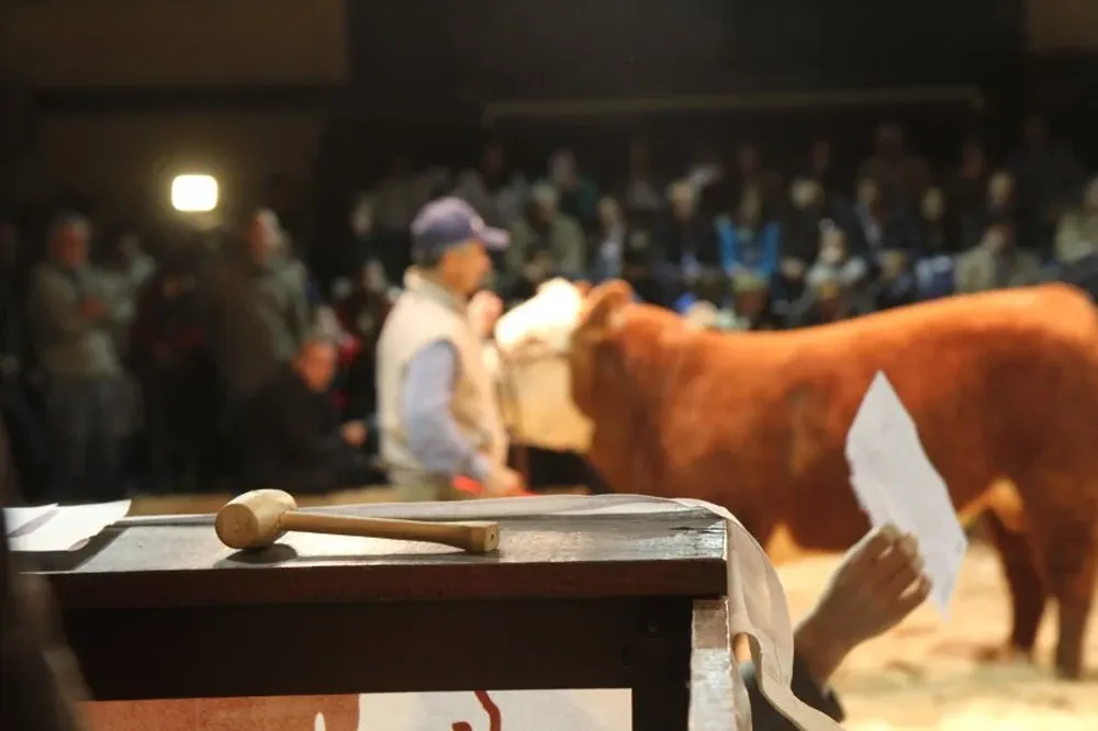 Genética de primer nivel, buena financiación y flete gratis