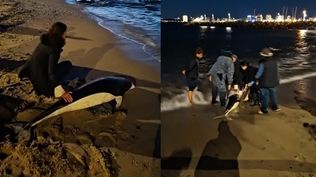 Un delfín liso del sur varó por primera vez en Punta del Este y el rescate quedó registrado en video