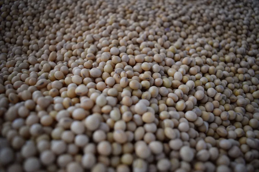 Este año se exportaron 150 mil toneladas de soja desde el puerto de Nueva Palmira.