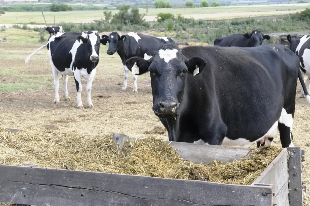 La zafra se desarrolló con alta colocación de la oferta