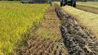 La cosecha de arroz comenzó en un campo en Mones Quintela, en Artigas.