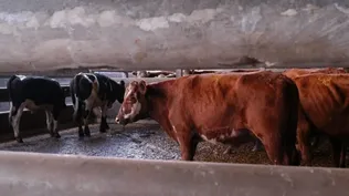 Vacunos: otro año con faena a la baja.