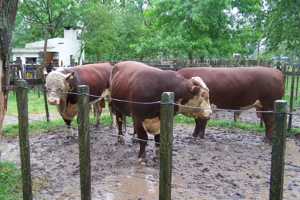 Aumentaron los casos de brucelosis.
