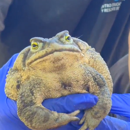 Sapo de la arena gigante