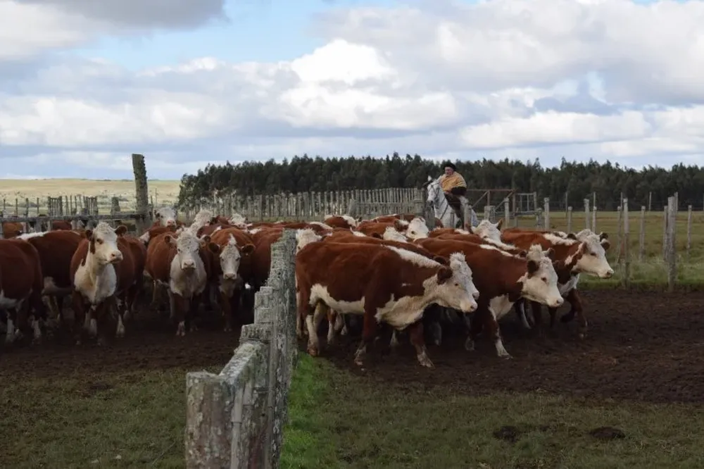 Ganadería: puntal del sector de los agronegocios en Uruguay.