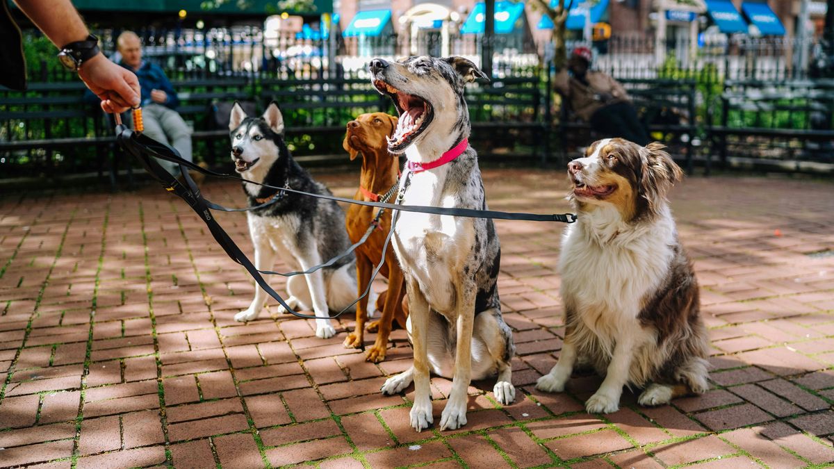 Estas son las razas de perros que más años viven, según la ciencia