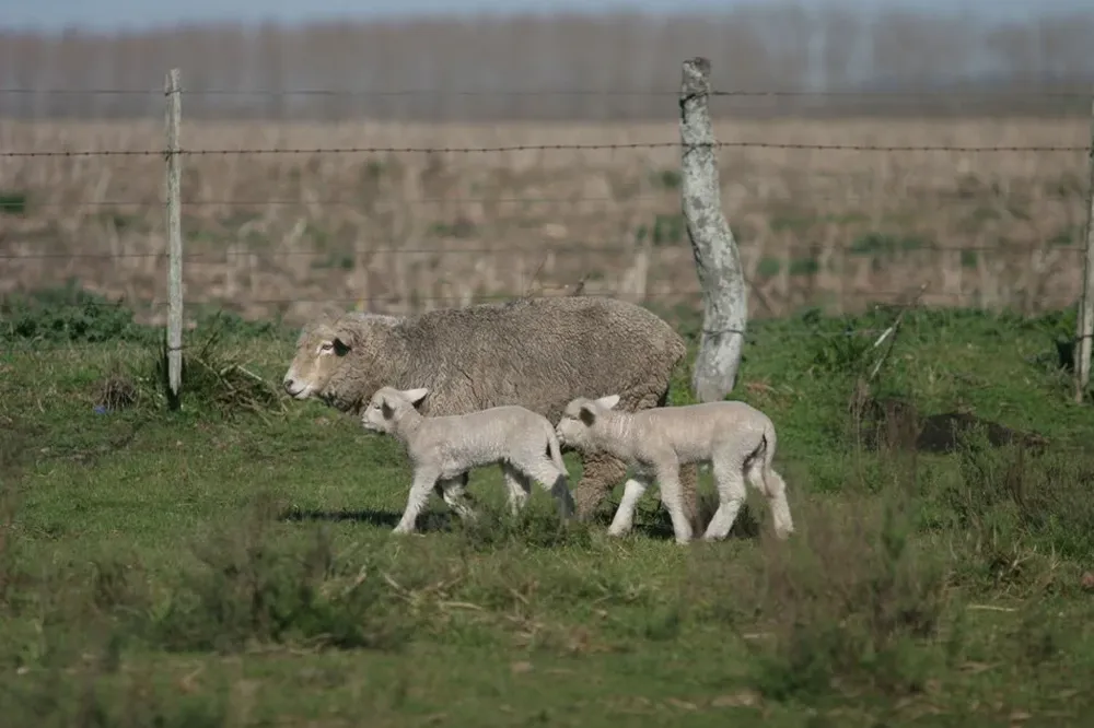 La producción agropecuaria uruguaya tiene desafíos