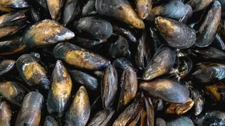 Maldonado: se levanta la veda por marea roja  para mejillones, almejas y berberechos