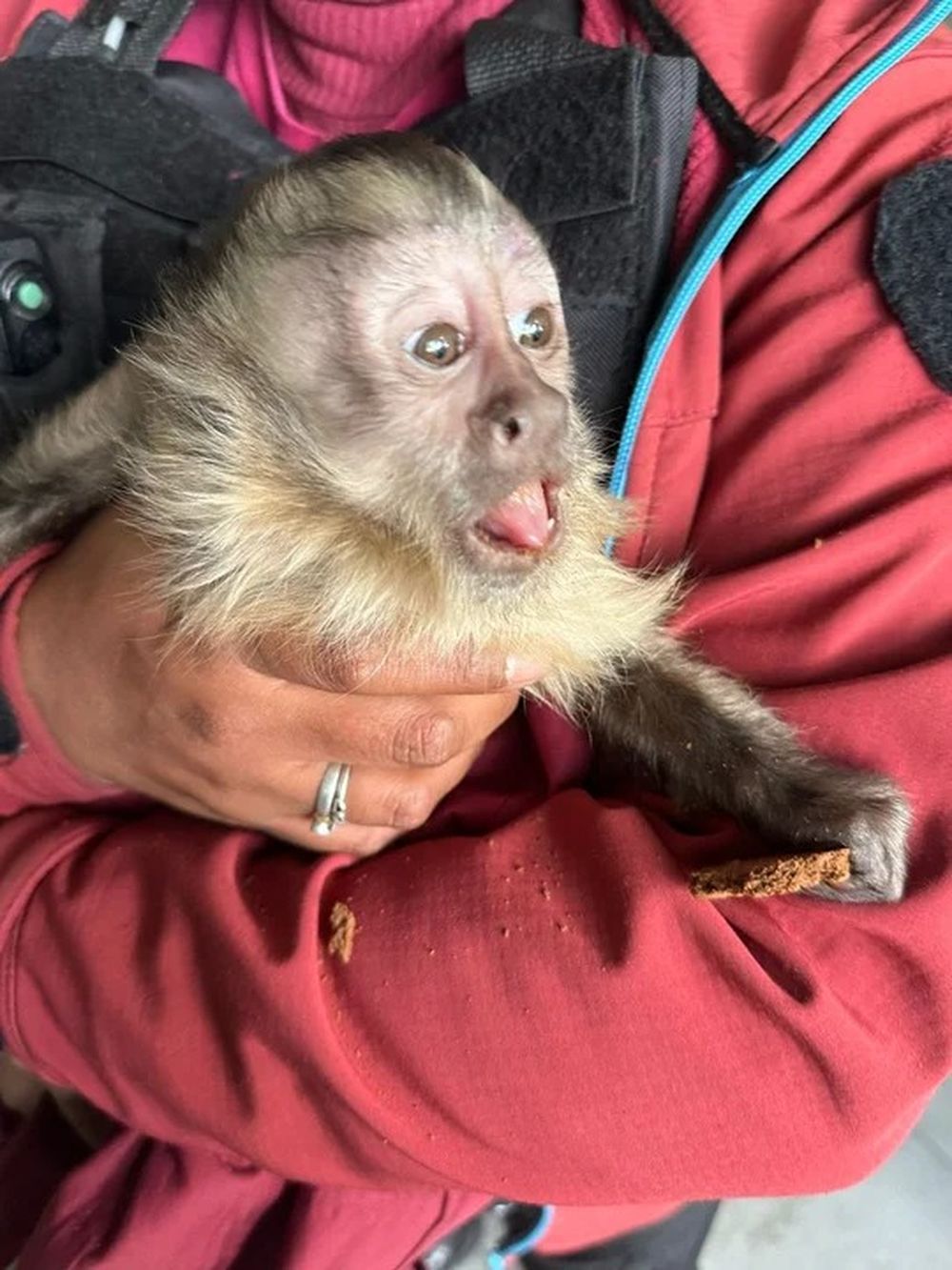El mono es un ejemplar de la fauna silvestre, cuyo hábitat natural son las zonas selváticas y de yungas norteñas y del Chaco Húmedo en nuestro país: Salta, Jujuy, Misiones y Chaco. &nbsp;