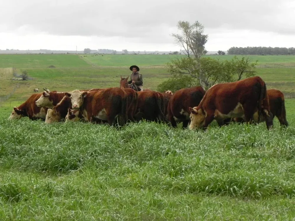 El regreso de las pasturas y de los ganados bien terminados se demora.