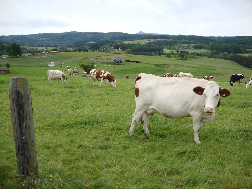Producción ganadera en campos de Francia.