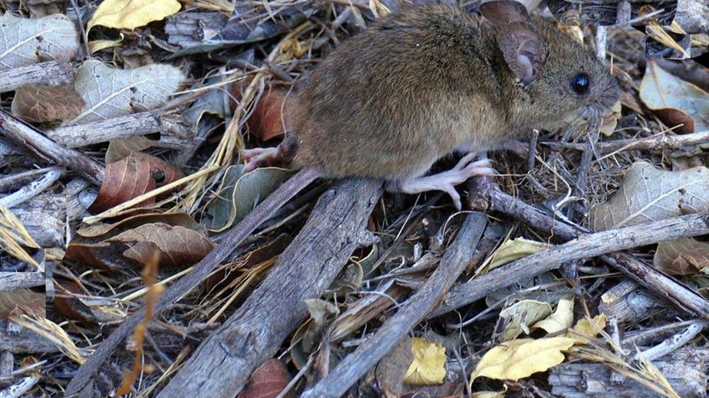 El ratón colilargo patagónico (Oligoryzomys longicaudatus) no está presente en Europa.