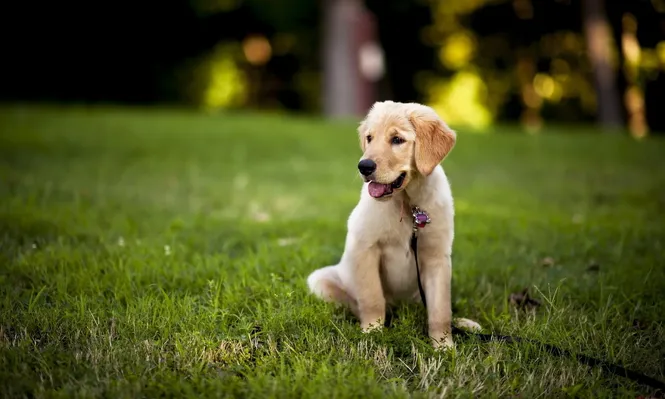 Perros en vacaciones