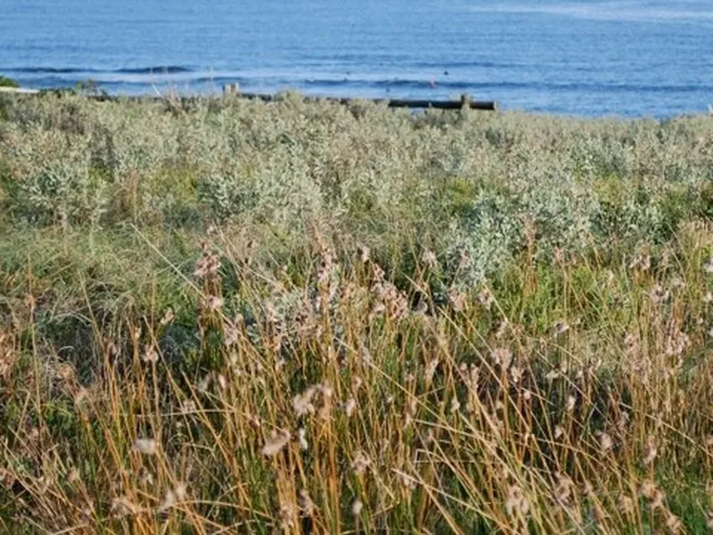 “Tessaria absinthioides” (Chilca o pájaro bobo) Este arbusto crece en plena duna fija. Desaparece por completo en invierno pero resurge en primavera. Tiene flores que varían del color rosa pálido a fuerte, agrupadas en racimos.