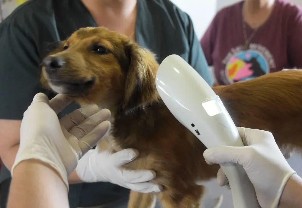 Se estima que en Uruguay hay 2 millones de perros.