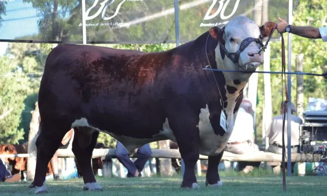 El Paraíso rematará este viernes en Durazno