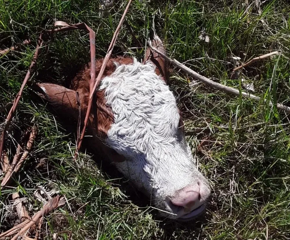 En total fueron faenados 10 animales de una sola vez.