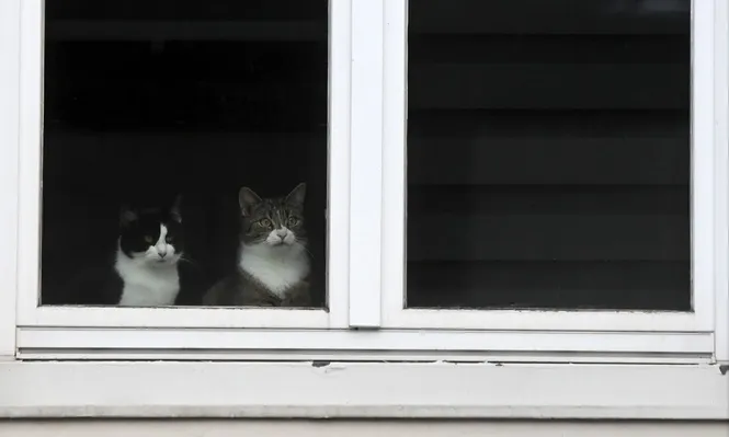 Mascotas dieron positivo de coronavirus