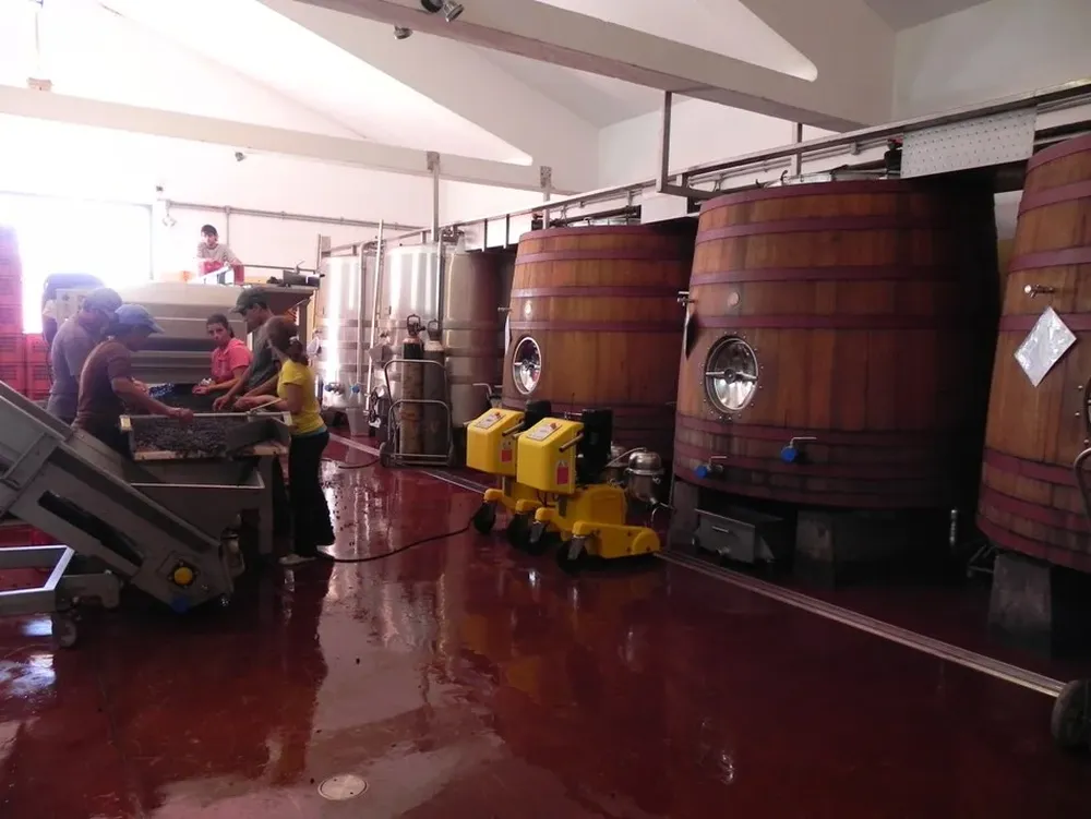 Intensa actividad hay durante estos días en las bodegas