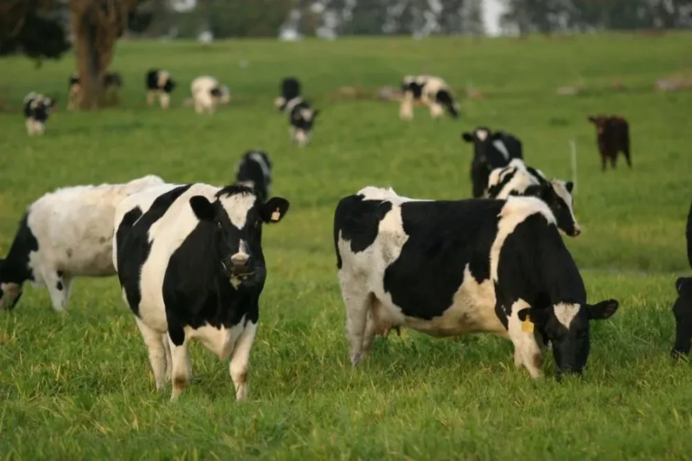 Los tamberos ya planifican el forraje para sus vacas