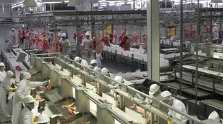 Frigoríficos: intensa actividad en el semestre inicial de 2024.