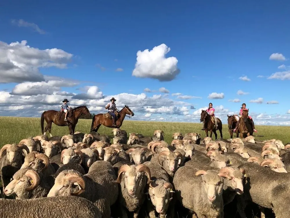 Producción de ovinos en campos de Uruguay.