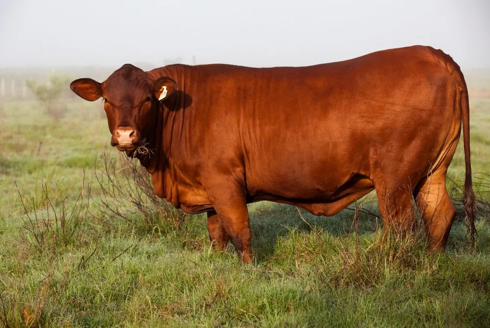 “Fundadora”, nacida en octubre de 2012, ha sido una importante madre del rodeo Senepol de El Cerro.
