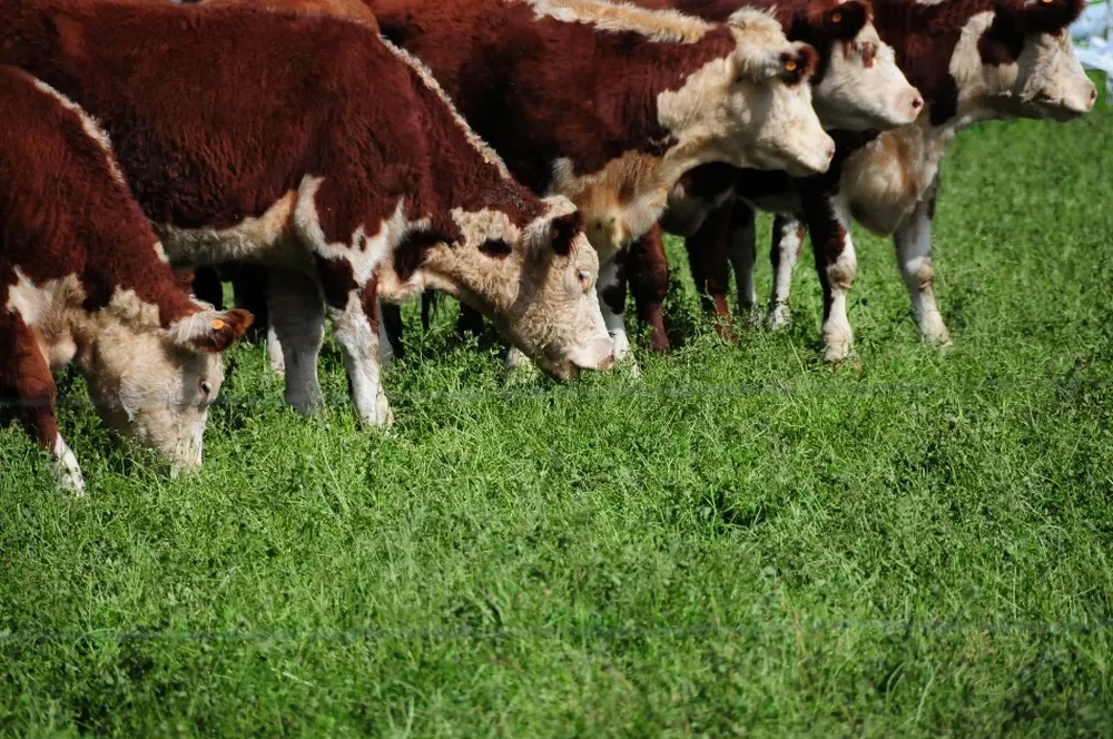 Alto precio en la exportación sostiene los valores internos