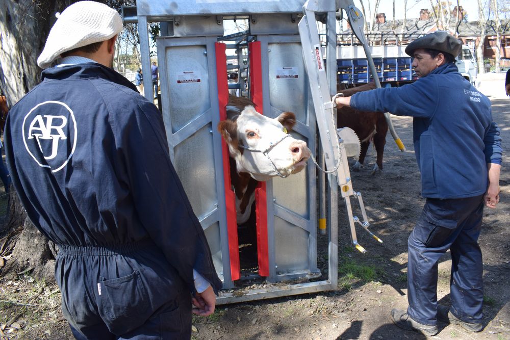 Expo Rural Prado: intensa actividad en el área de admisión veterinaria.