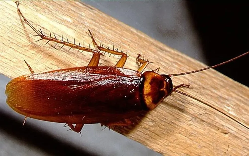 Cucaracha germánica