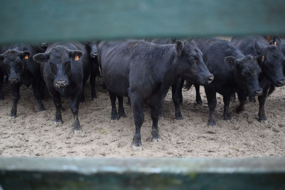 Ganadería en Uruguay con precios récord por lo que un productor artiguense llama “el oro rojo”.