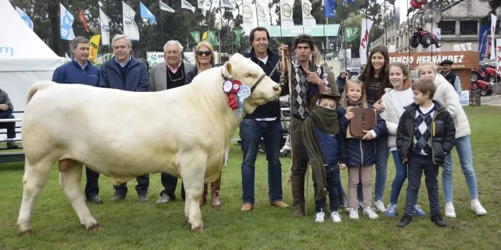 Brete 402, Gran Campeón de la raza Charolais.
