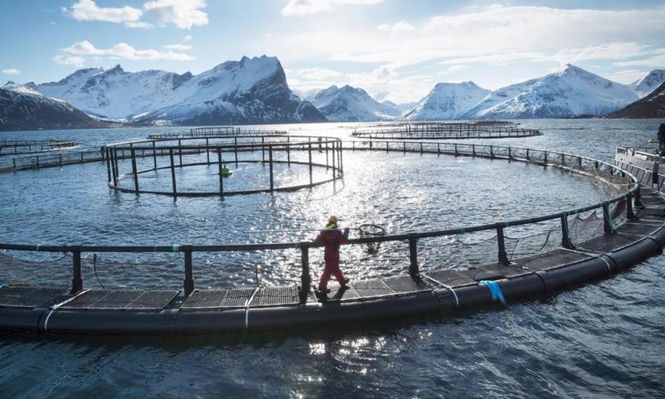 Contraste: mientras Tierra del Fuego prohíbe las salmoneras, el gobierno de las Malvinas evalúa un proyecto para producir 50.000 toneladas