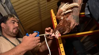 Vacunación de aves en granjas comerciales de Uruguay.