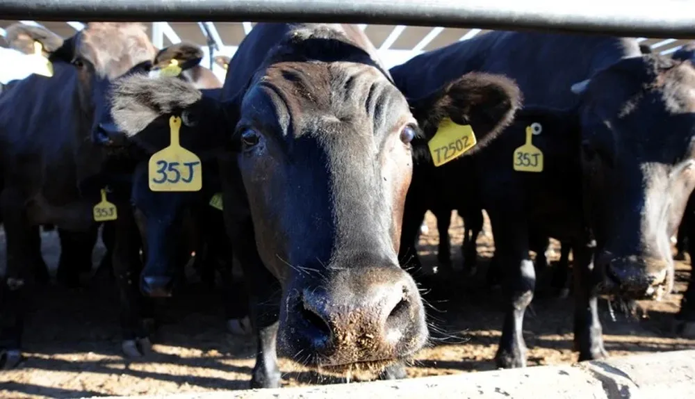 En EEUU pusieron la lupa a la producción de carne