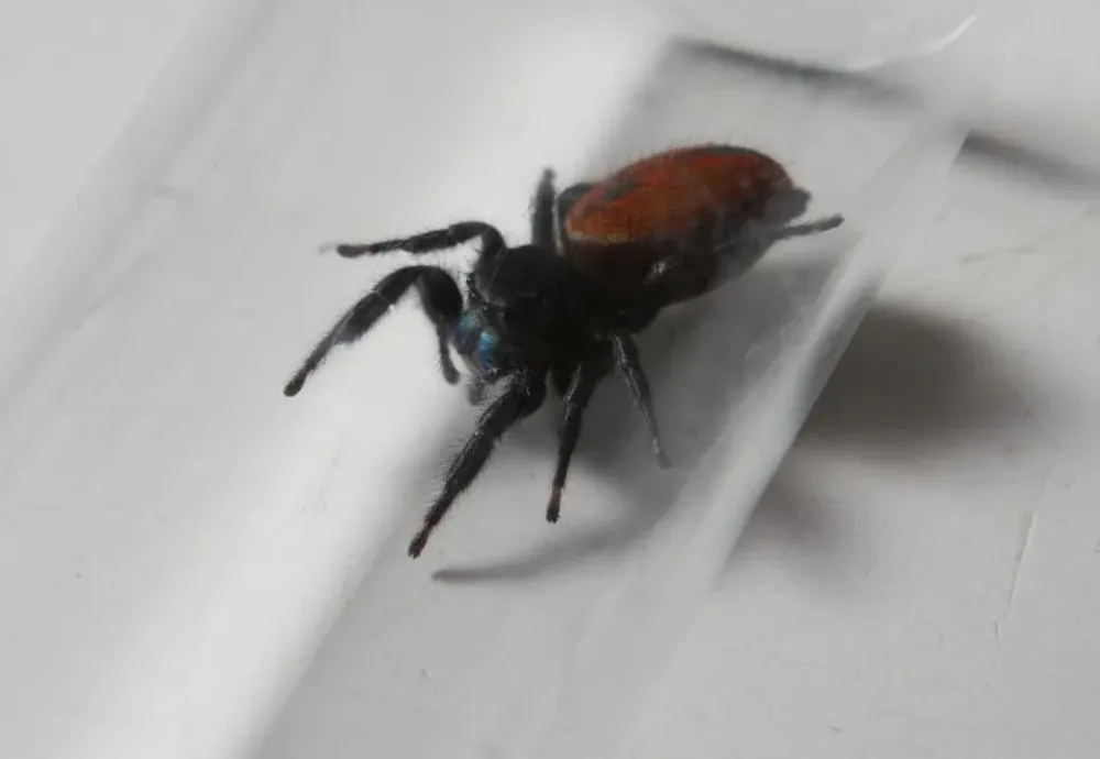 Nefertiti, la araña saltadora que vivió 100 días en el espacio, murió por causas naturales ya en la Tierra, y siendo parte del zoo de insectos del Smithsonian de Washington