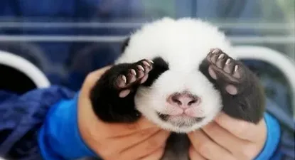 las fotos de los cachorros mas tiernos