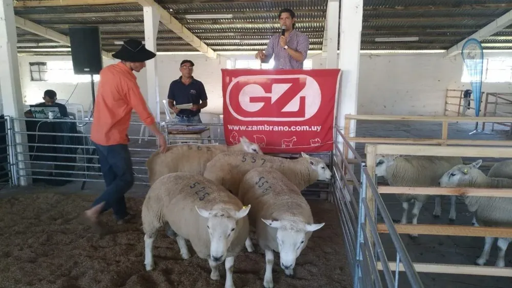 Alejandro Zambrano, director de Zambrano & Cía.