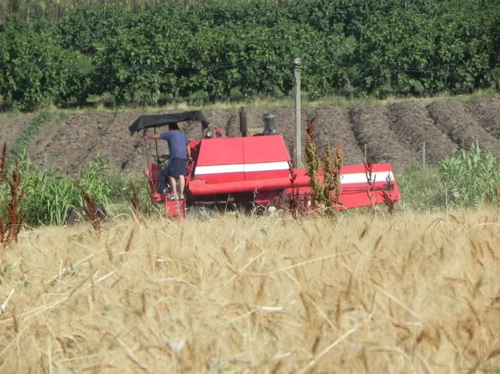 Cosecha de trigo orgánico en el área rural de Montevideo.
