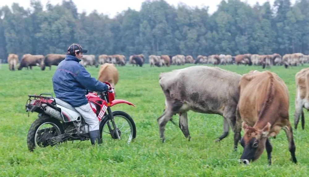 Uso de motos para manejar el rodeo produjo varios beneficios