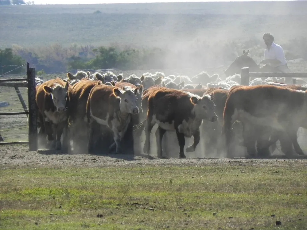 MGAP: llevar lotes de vacunos a pastorear al costado de rutas y caminos está habilitado ya en 12 de los 19 departamentos del país.