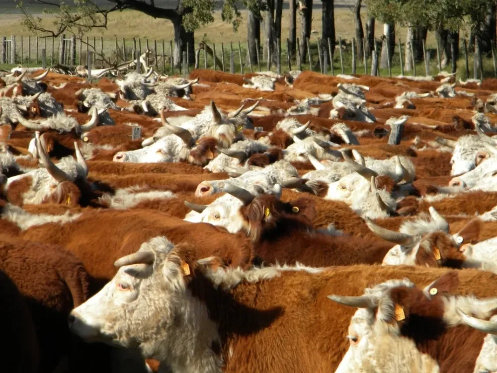 Compran vacas en zona próximo a Rivera para exportar en pie a Brasil