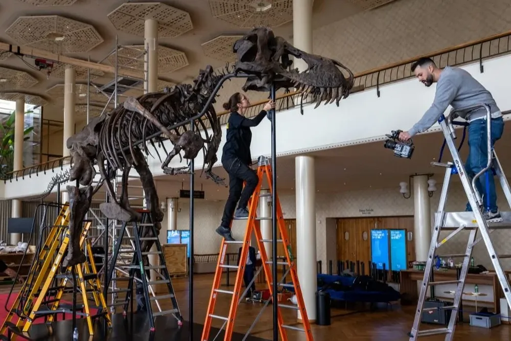 Esqueleto tiranosaurio rex