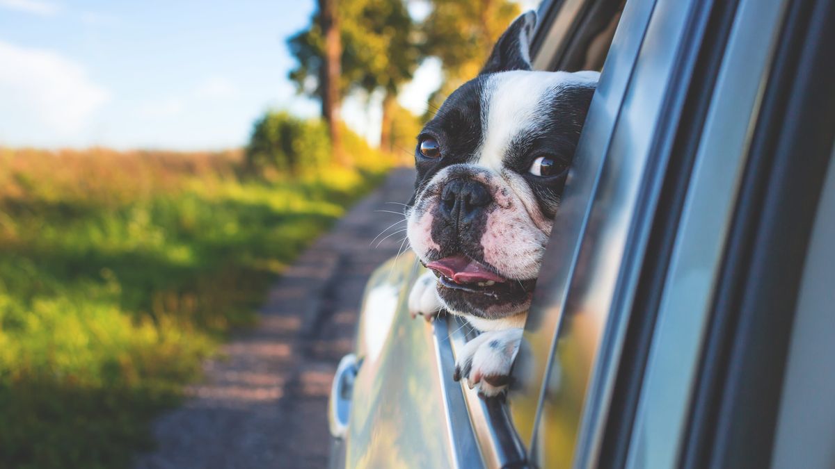 ¿Quién debe responder en el caso de responsabilidad de las mascotas?