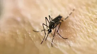 Confirman caso de dengue importado en Maldonado