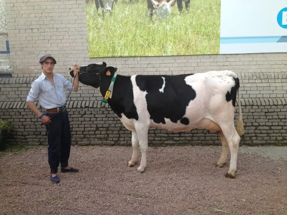 La vaca de El Rebenque tuvo un estreno precioso en su primer concurso.